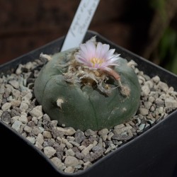 Einzelstück eines Lophophora williamsii Kaktus mit Genetik aus Zacatecas.