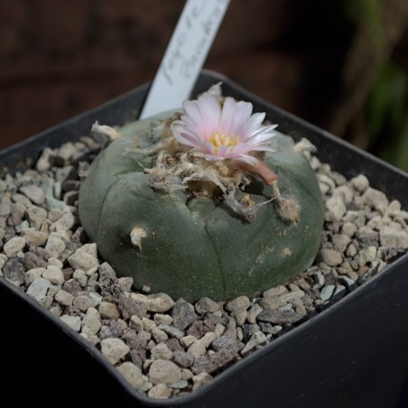 Einzelstück eines Lophophora williamsii Kaktus mit Genetik aus Zacatecas.