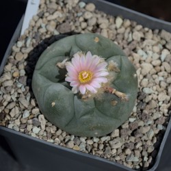Einzelstück eines Lophophora williamsii Kaktus mit Genetik aus Zacatecas.