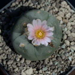 Peyote Kaktus - Lophophora williamsii v. pentagona Zacatecas - Sonderauswahl