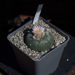 Peyote Kaktus - Lophophora williamsii v. pentagona Zacatecas - Sonderauswahl