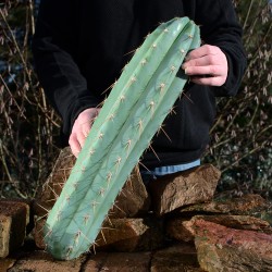Trichocereus peruvianus, pervianischer San Pedro, Kopfsteckling 50cm
Echinopsis peruviana
