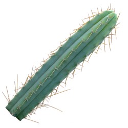 Bolivianischer San Pedro, Trichocereus bridgesii