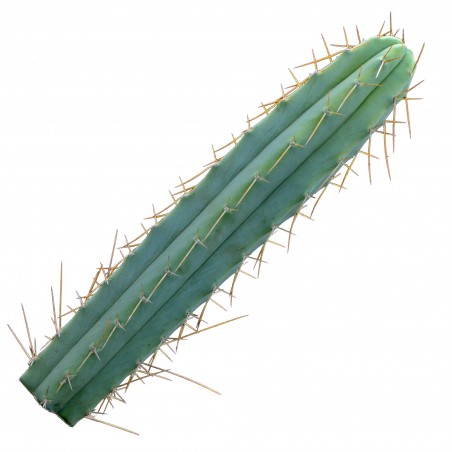 Bolivianischer San Pedro, Trichocereus bridgesii