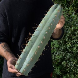 Peruvianus "Einzelstück" 50cm