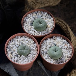 Trio-Paket mit drei Lophophora Kakteen (williamsii, diffusa, dicipiens) im 5,5 cm Topf, kerngesund und wurzelecht