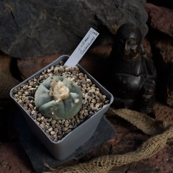 Originalbild der Lophophora williamsii v. Cuatrocienegas, Coahuila – Einzelstück