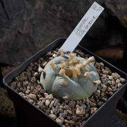 Peyote Lophophora williamsii f. Pentagona aus San Luis Potosí (SLP) – Einzelstück