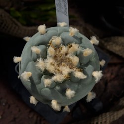 Diffusa Penamiller XL