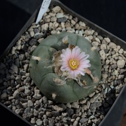 Einzelstück eines Lophophora williamsii Kaktus mit Genetik aus Zacatecas.
