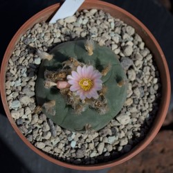 Einzelstück eines Lophophora williamsii Kaktus mit Genetik aus Zacatecas.