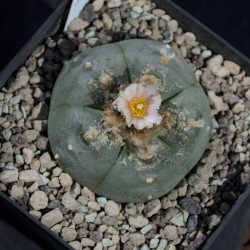 Lophophora Huizache Einzelstück mit 6,6 cm Durchmesser