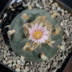 Einzelstück eines Lophophora williamsii Kaktus mit Genetik aus Zacatecas.