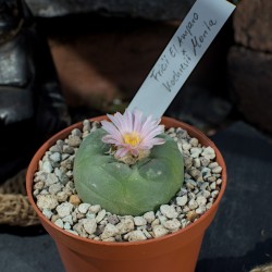 Lophophora Koehresii x Fricii Hybride
