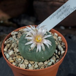 Lophophora Koehresii