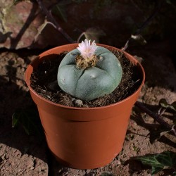 Lophophora williamsii...