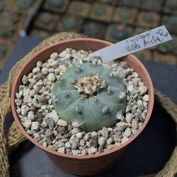 Peyote v. Villa Arista (Berg) SLP, Einzelstück