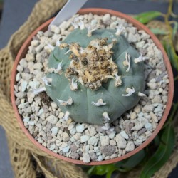 Peyote v. Villa Arista (Berg) SLP, Einzelstück