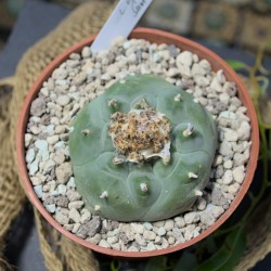 Lophophora williamsii (Peyote) San Benito, Zacatecas, Mexiko - Einzelstück