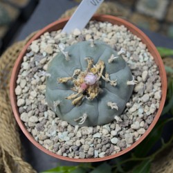 Peyote v. Villa Arista...