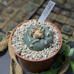 Peyote Est Catorce SLP, Einzelstück