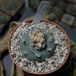 Peyote Est Catorce SLP, Einzelstück