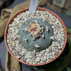 Peyote Est Catorce SLP, Einzelstück