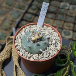 Peyote Est Catorce SLP, Einzelstück