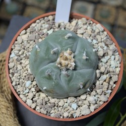 Peyote v. Cruces, SLP –...