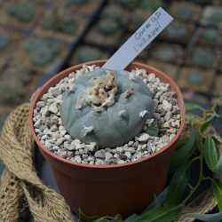 Peyote v. Cruces, SLP –...