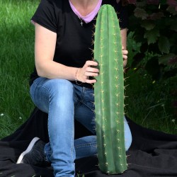 Trichocereus pachanoi, Echinopsis pachanoi, San Pedro 70cm