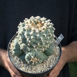 Lophophora williamsii - Peyote MONSTER Nr. 62 - Vielköpfiges Sammlerstück