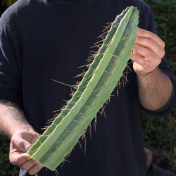 Bridgesii Steckling...