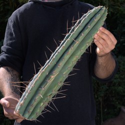 Big-Peruvianus *Einzelstück*