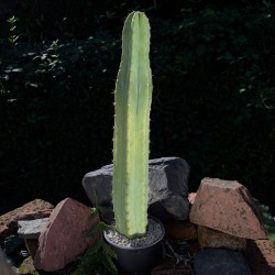San Pedro eingetopft...