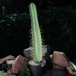 Bolivian Torch -Eingetopft-...
