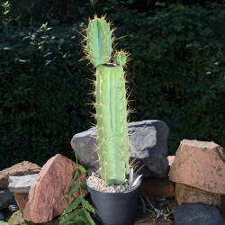 Trichocereus peruvianus...