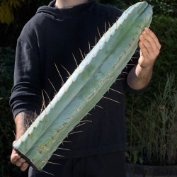 Big-Blue-Peruvianus...