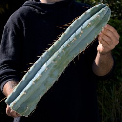 Peruvianus Steckling...