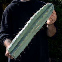Big-Peruvianus *Einzelstück*