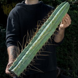 Big-Bridgesii *Einzelstück*