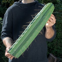 Bridgesii *Einzelstück*