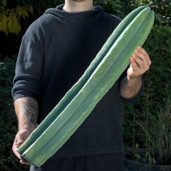 Big-Pachanoi *Einzelstück*