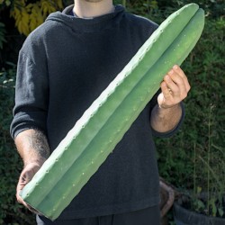Big-Pachanoi *Einzelstück*