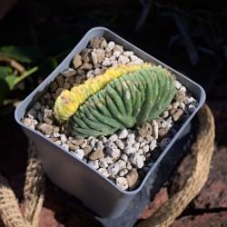 San Pedro LEMON...