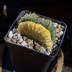 San Pedro LEMON...