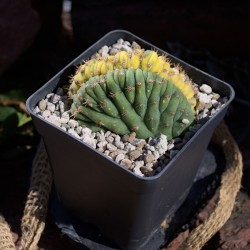 San Pedro LEMON...