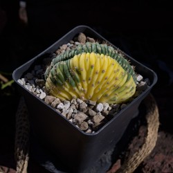 San Pedro LEMON...