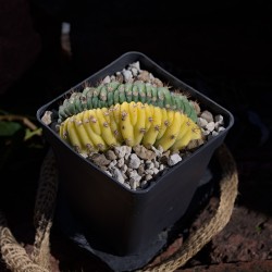 San Pedro LEMON...
