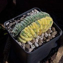 San Pedro LEMON...